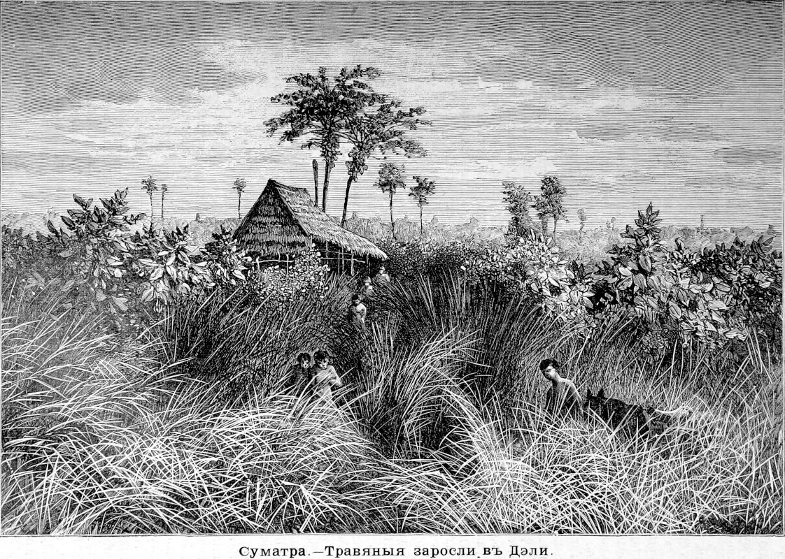 161 Суматра - Травяные заросли в Дэли